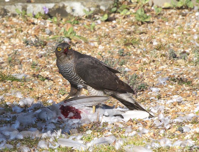 DSC_6146 Female Sparrowhawk with its prey