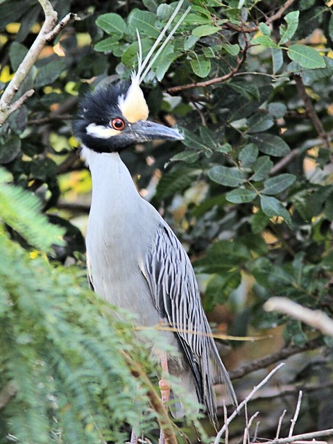Yellow-crowned Night-Heron at nest 10 non-HT 2-20130416