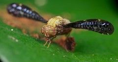 Diptera (Costa Rica)