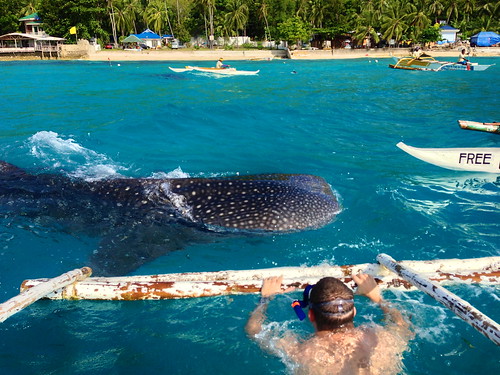 Swimming with the Whale Sharks