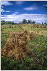Amish Hay Stacks