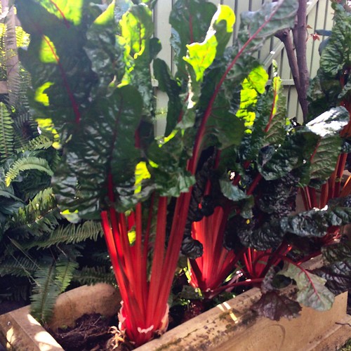 Kongwak Market: reds and greens