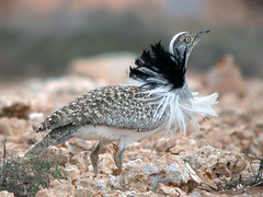 Birds of Fuerteventura