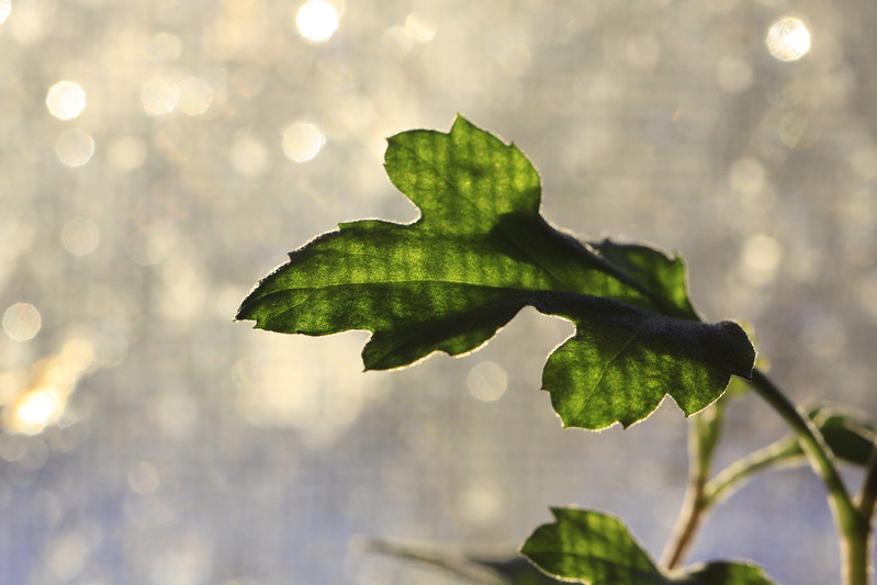 screen seen through leaf
