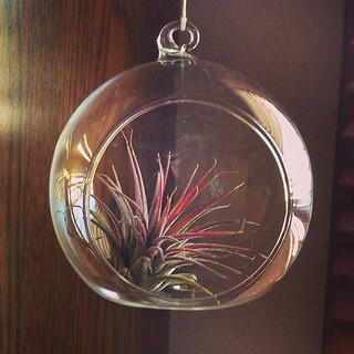 My new air plant.