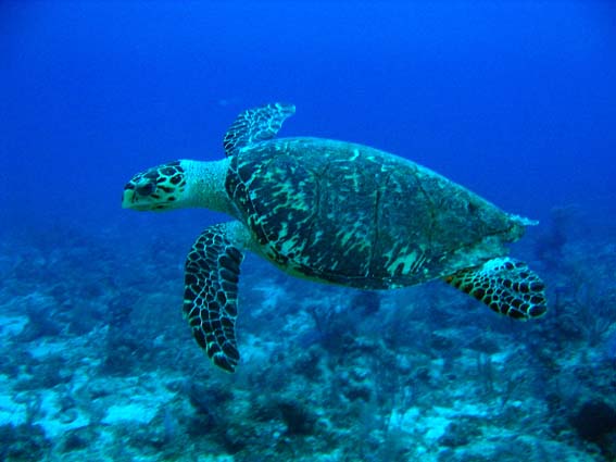 玳瑁。照片來源：維基百科，http://zh.wikipedia.org/wiki/File:Hawksbill_Turtle.jpg
