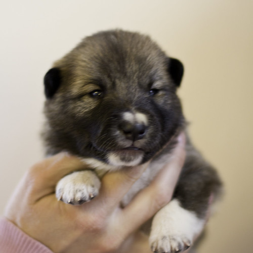 Ike-Kilbe-Pup5-Female(Day 13)-25