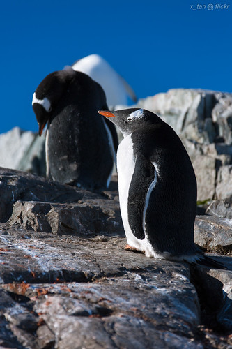 Gentoo Penguin @ Petermann Island, Antarctica by X_Tan