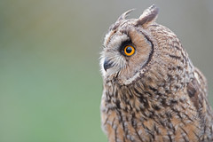 Long-Eared Owl, Asio otus.