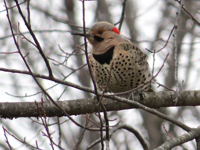 Northern Flicker (Yellow-shafted) at Ewing Park in Bloomington, IL