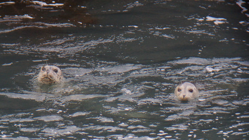 0049_Harbor Seals_Mendocino Headlands 04-03-13_resized
