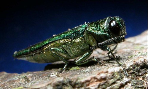 The emerald ash borer continues to expand its range in eastern forests and urban areas.