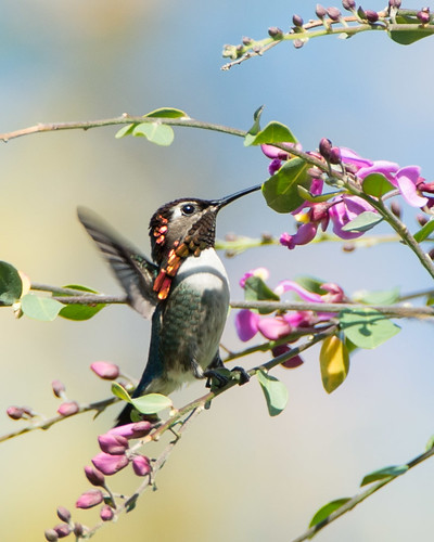 2-9-13 Guanahacabibes National Park - Bee Hummingbird-283-2.jpg