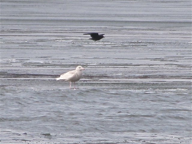 Glaucous Gull (First Cycle) at Evergreen Lake in Woodford County 02