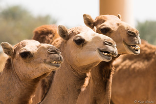Smile!... You're on Candid Camel!