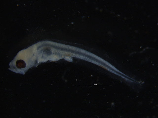 Odontamblyopus lacepedii