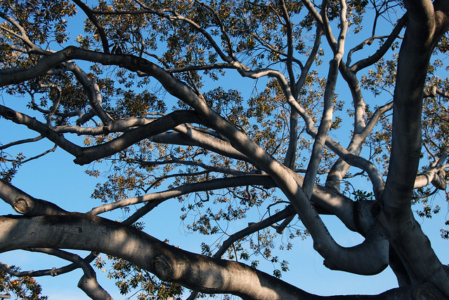 Kailua Tree