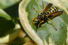 Wasps & bees - Avispas y abejas