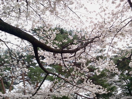 大宮公園の桜 4