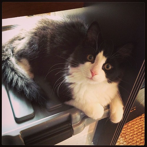 Oscar, helping me work. #catsofinstagram