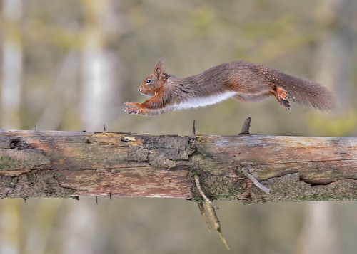 Flying Red Squirrel by Andy Pritchard - Barrowford