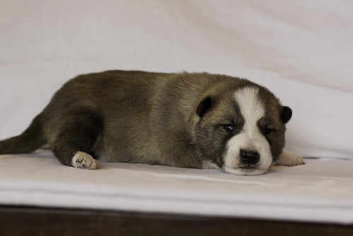 Ike-Kilbe-Pup1-Male(Day 13)-11