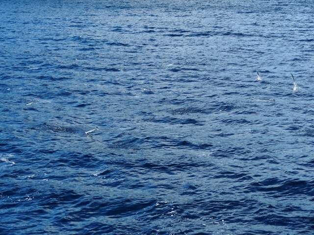 鶴鱵/水針在海面上的扭扭秀，是以密密織在大海裡的生之舞動。攝影：廖律清