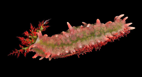 Warty pink sea cucumber (Colochirus quadrangularis)