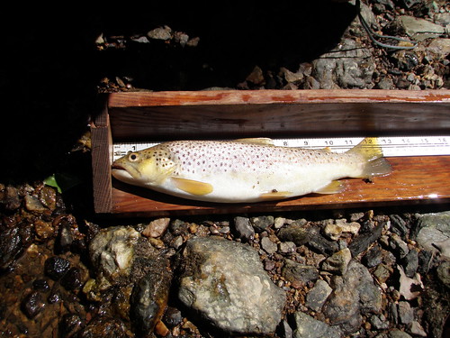 Image of a Brown Trout