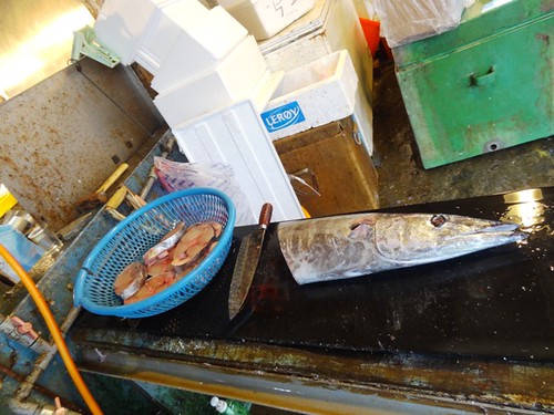 圖為鰆魚家族的土魠魚，外形與價高的白腹仔和馬加魚十分相似，特點是體形較圓潤，常被做成魚羹。攝影：廖律清