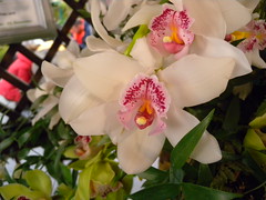 03/2013 Int.Orchideen-Ausstellung