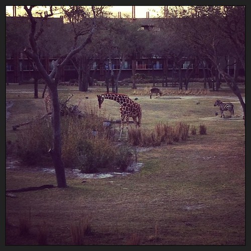 Giraffes and zebras off our balcony