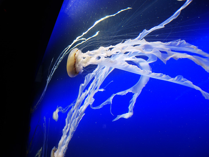 jellyfish S.E.A. Aquarium 3