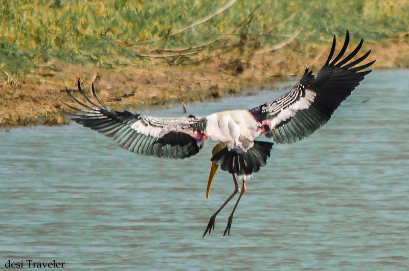 a painted stork or Mycteria leucocephala landing in a lake with BSAP