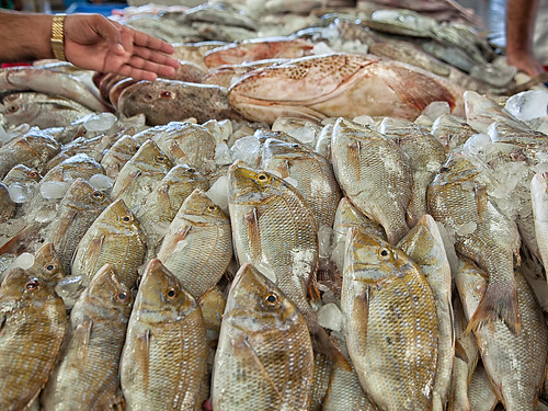Dubai Fish Market #02