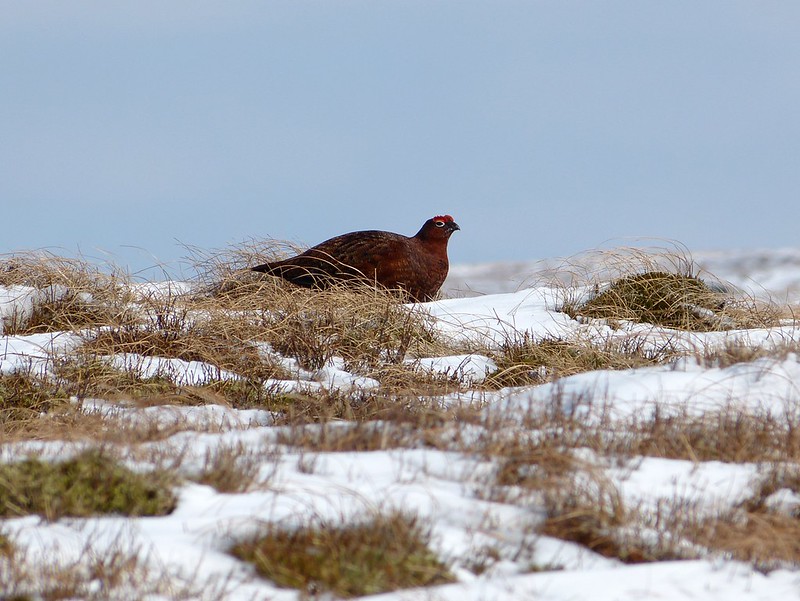 P1040213 - Red Grouse, Bleaklow