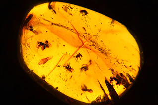 91/365 Insects in amber