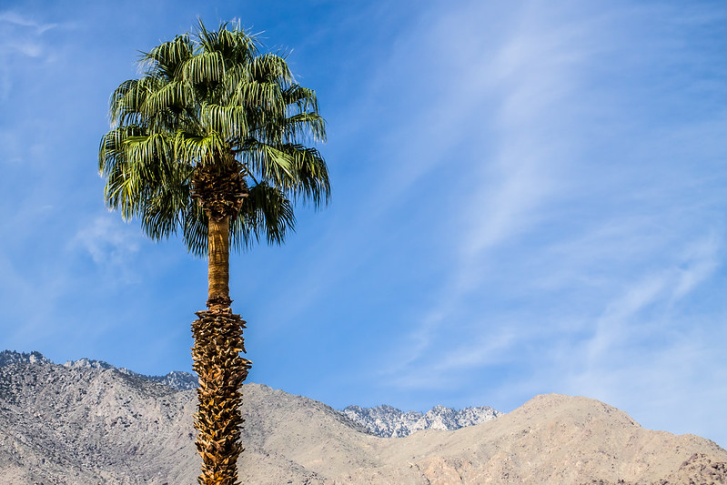 Palm And Mountains