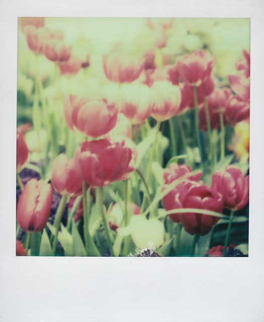 Impossible Tulips