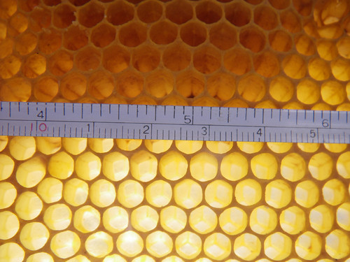 cell size on wild comb