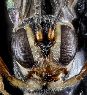 Ichneumonid wasp, U, face, Florida, Miama-Dade county_2013-02-07-14.50.26 ZS PMax