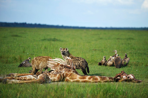 En f d giraff, hyenor och gamar