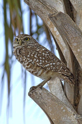 Burrowing Owl in a Palm Tree by smittysholdings