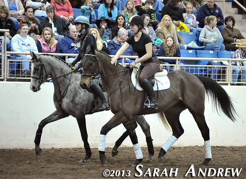 Suave Jazz plays the role of lead pony and helps Gunport settle her nerves at the PA Horse World Expo