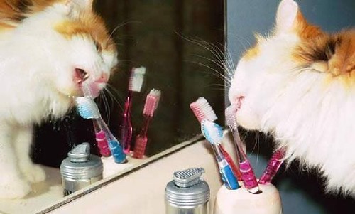 cat_toothbrush by cohen2027