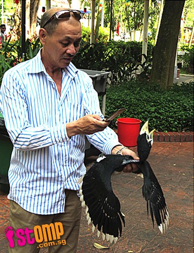 Man hurts Hornbill by grabbing it around the neck just to take pictures