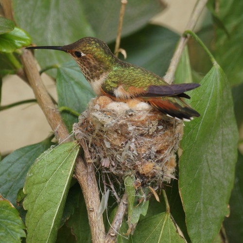 Allen's Hummingbird by Mike's Birds