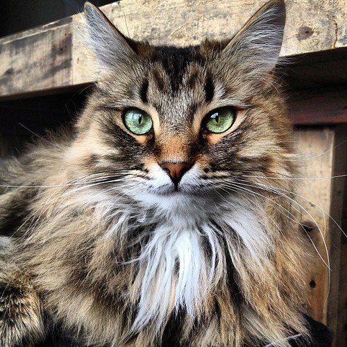 Lucy the Siberian. by Kat & Dog