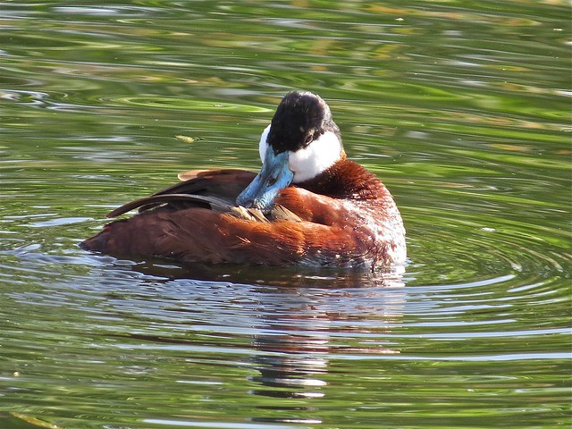 Ruddy Duck (male) at Sweetwater Wetlands in Tuscon, AZ 03