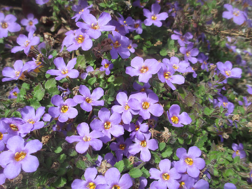 March 29: Purple Flowers